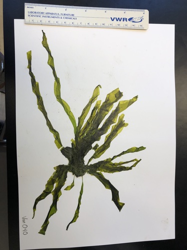 Image of Ulva linza by (c) Bridgette Clarkston, some rights reserved (CC BY-SA)