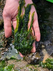 Ulva linza