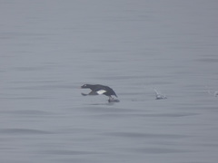 Melanitta stejnegeri