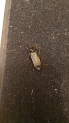Tetropium castaneum