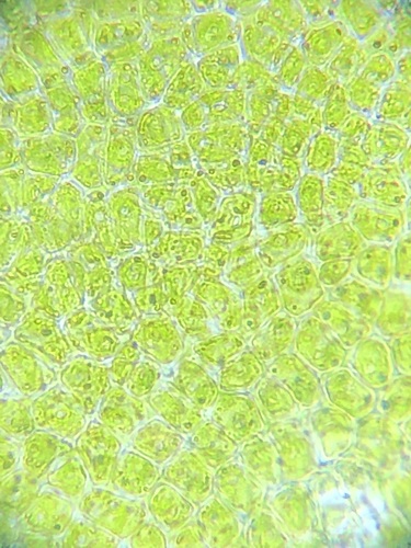 Image of Ulva linza by (c) Bridgette Clarkston, some rights reserved (CC BY-SA)