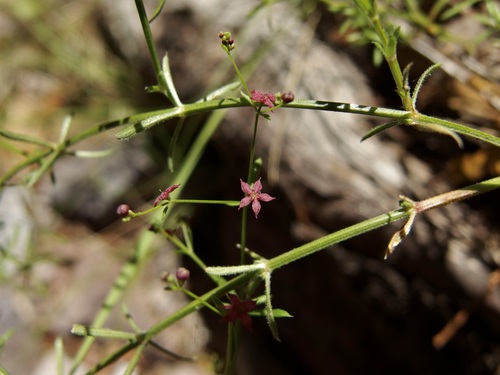 Image of Galium wrightii by (c) Sue Carnahan, some rights reserved (CC BY)