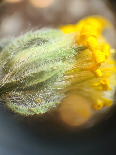 Image of Arizona False Goldenaster (Heterotheca arizonica) by no rights reserved
