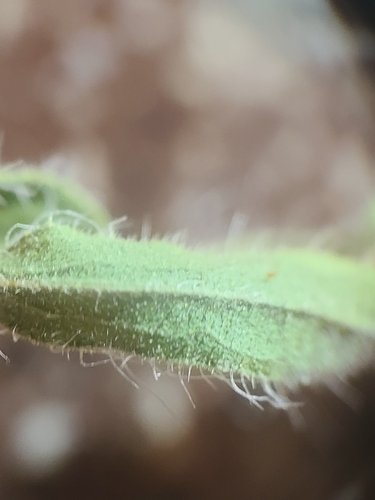 Image of Heterotheca arizonica by no rights reserved