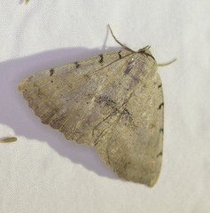 Spiloloma lunilinea