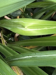 Ophiomyia kwansonis