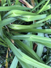 Ophiomyia kwansonis