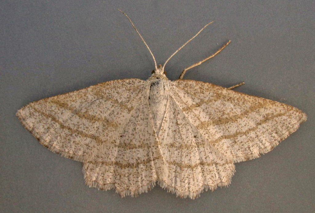 Perconia