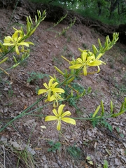 Asphodeline liburnica