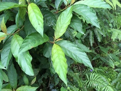 Ixoroideae