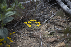 Eriophyllum wallacei