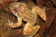 Quasipaa exilispinosa