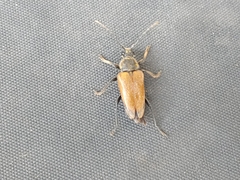 Trigonarthris