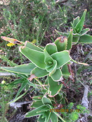 Aloiampelos commixta