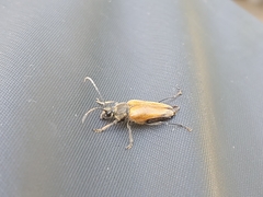 Trigonarthris