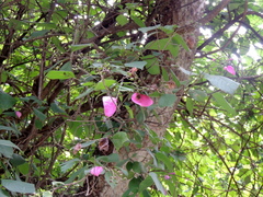 Pogonopus