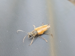 Trigonarthris