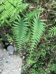 Pseudocyclosorus esquirolii