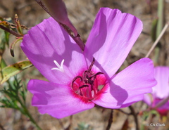 Clarkia rubicunda