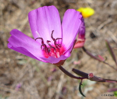 Clarkia rubicunda
