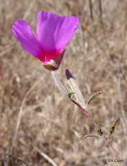 Clarkia rubicunda