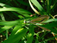 Calopteryx virgo