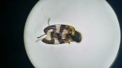 Urophora