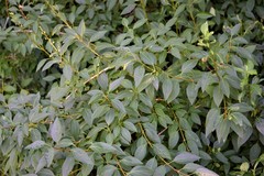 Forsythia × intermedia