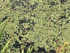 Potamogeton octandrus