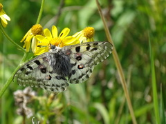 Parnassius nomion