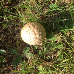 Amanita wellsii