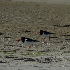 Haematopus ostralegus