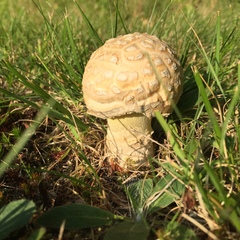 Amanita wellsii