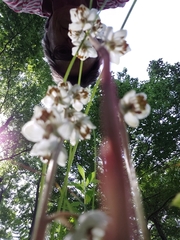 Pyrola americana