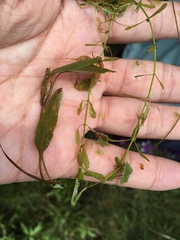 Potamogeton octandrus