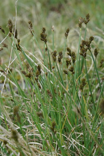 Carex lachenalii