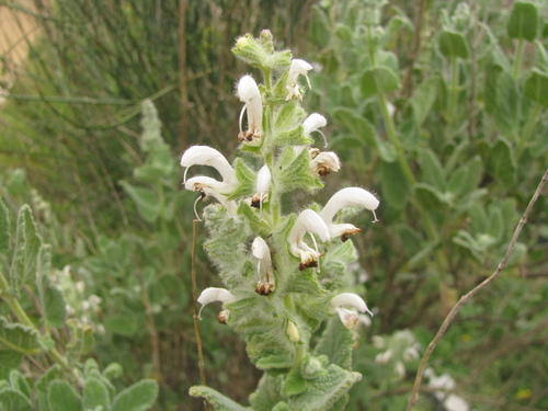 Image of Salvia dominica by (c) Nachman bones, some rights reserved (CC BY)