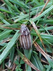 Polyphylla occidentalis