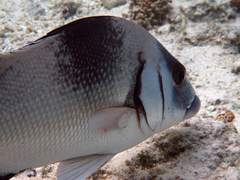 Plectorhinchus gibbosus