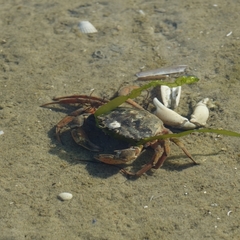 Carcinus maenas