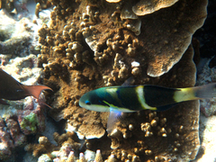 Thalassoma nigrofasciatum