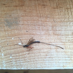 Ephialtes manifestator