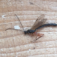 Ephialtes manifestator