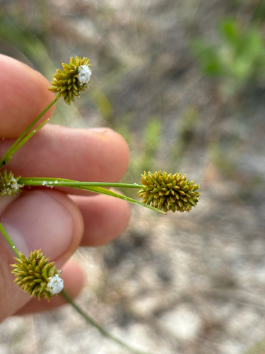 Image of Cyperus nashii by no rights reserved