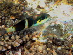 Thalassoma nigrofasciatum