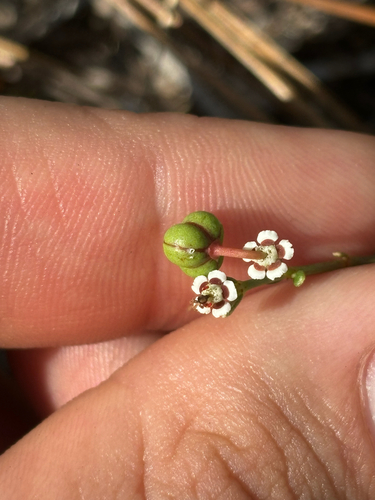 Image of Euphorbia polyphylla by no rights reserved