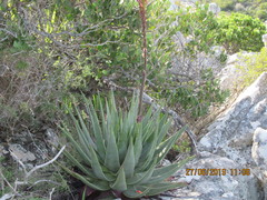 Aloe succotrina