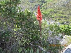 Aloe succotrina