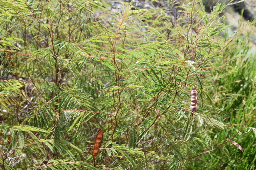 Image of Acaciella angustissima by no rights reserved