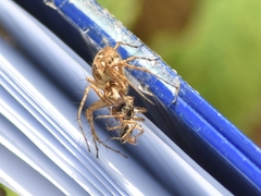 Oxyopes heterophthalmus